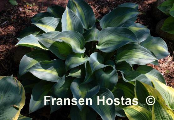 Hosta Olympic Sunrise